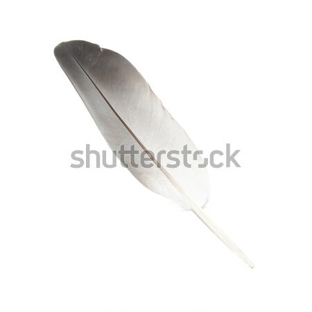 Bird's feather Stock photo © vapi