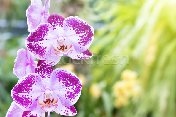 Foto stock: Roxo · orquídeas · tropical · floresta · belo