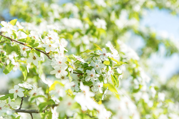 White flowers on a blossom cherry tree Stock photo © vapi