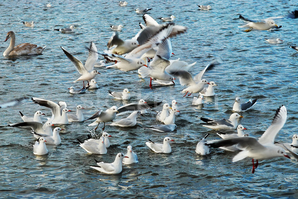 Flock of seagulls Stock photo © vapi