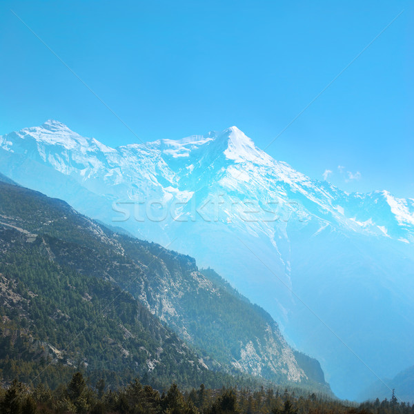 Tibetan road with firs in Himalayan mountain Stock photo © vapi