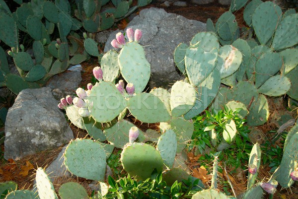 Cactus flori textură abstract grădină sănătate Imagine de stoc © vapi