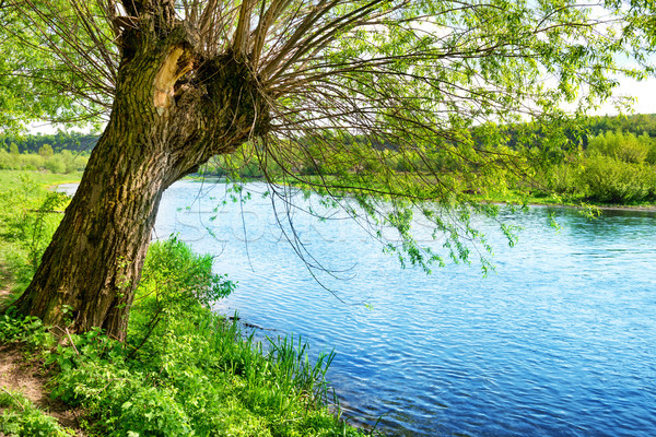 Grande edad árbol río banco verano Foto stock © vapi