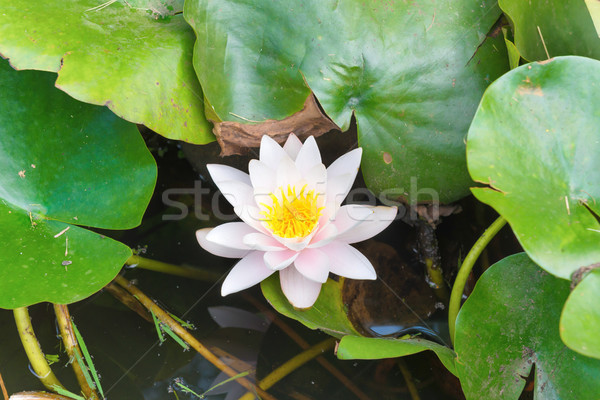 White flower- water lilly Stock photo © vapi