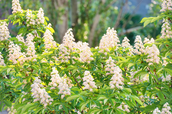 [[stock_photo]]: Fleur · châtaigne · arbre · fleurs · fleurs · blanches · feuilles · vertes