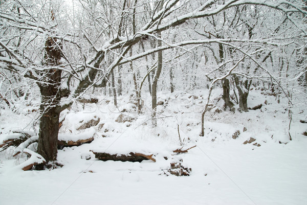 冬 森林 冷たい 美しい 木 水 ストックフォト © vapi