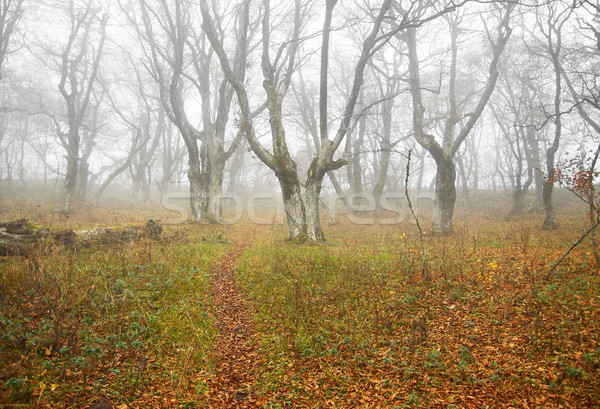 Automne misty forêt laisse résumé paysage [[stock_photo]] © vapi