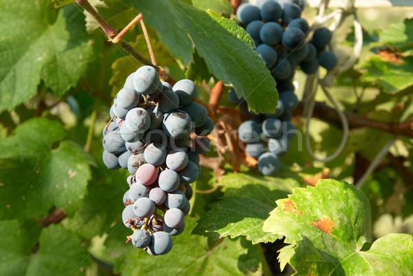 Bunches of black grape Stock photo © vapi