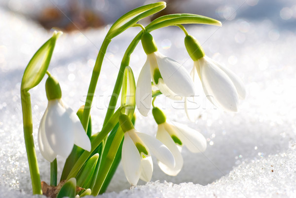 весны цветы снега лес цветок трава Сток-фото © vapi