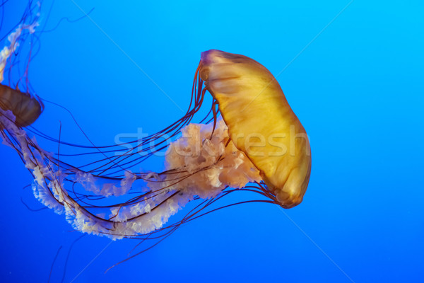 Orange jellyfish (Chrysaora fuscescens) Stock photo © vapi