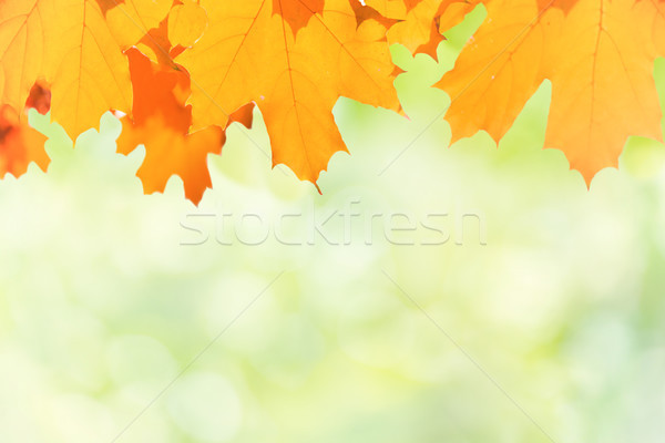 Herbst rot gelb Ahorn Blätter Unschärfe Stock foto © vapi