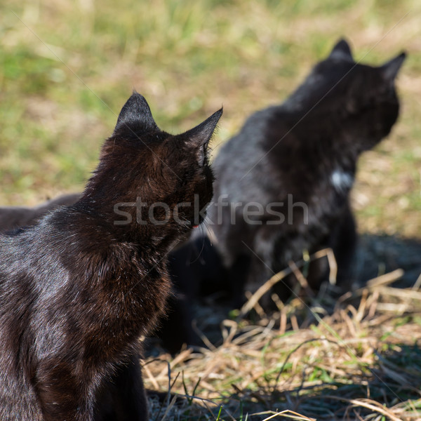 Group of cats Stock photo © vapi