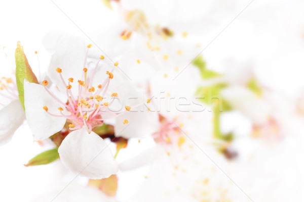 Stok fotoğraf: şube · kiraz · beyaz · çiçekler · yalıtılmış · beyaz · çiçek