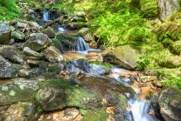 Wasserfall Wald schönen grünen Kaskade Bewegung Stock foto © vapi