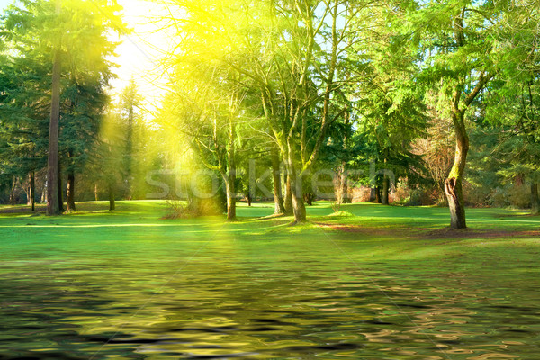 Verde parc peluză copaci însorit lumina Imagine de stoc © vapi