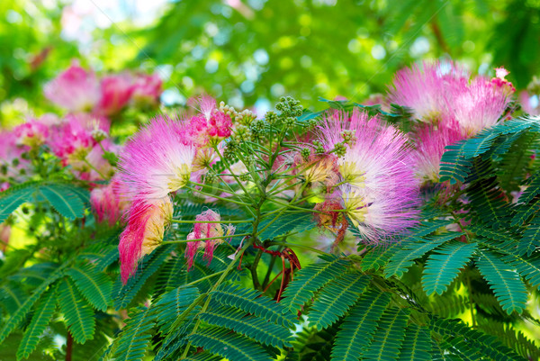 Flowers of acacia (Albizzia julibrissin). Stock photo © vapi