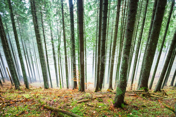 Mysterious fog in the green forest  Stock photo © vapi