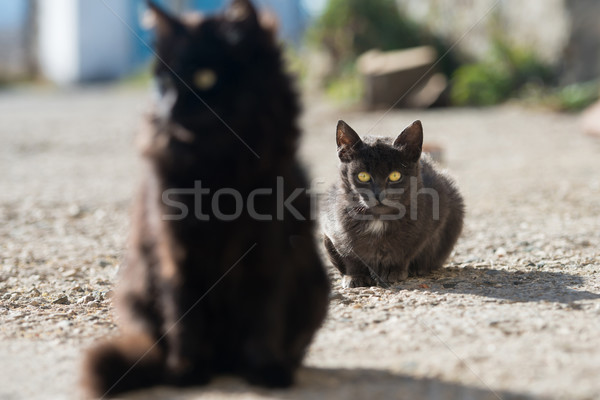 Group of cats Stock photo © vapi