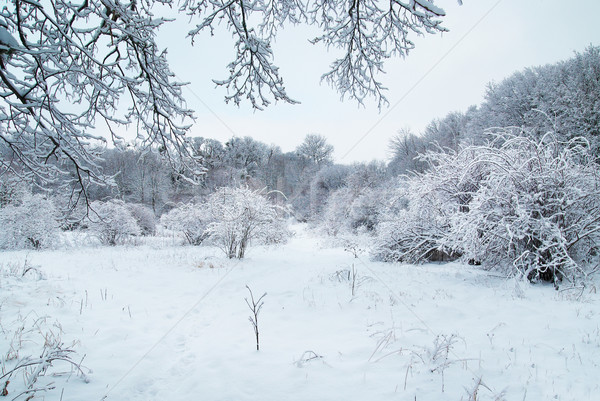 зима лес ледяной красивой деревья воды Сток-фото © vapi