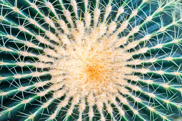 Big round golden barrel cactus Stock photo © vapi