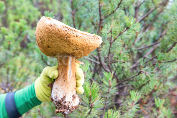 Big mushroom boletus in a hand Stock photo © vapi