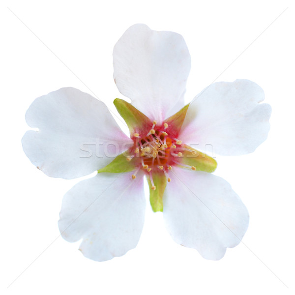 Almond white flowers Stock photo © vapi