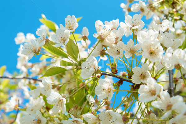白 櫻桃 花卉 藍天 花 樹 商業照片 © vapi