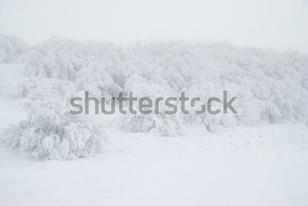 Hiver forêt neige belle glaciale arbres [[stock_photo]] © vapi