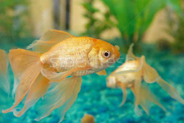 Stockfoto: Tropische · gouden · vis · aquarium · oog · gezicht