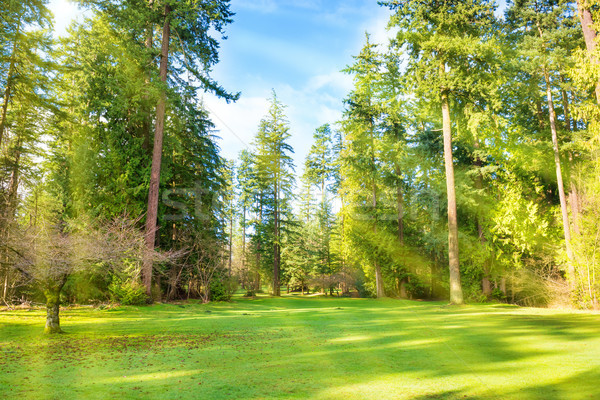 Vert pelouse arbres parc soleil lumière [[stock_photo]] © vapi