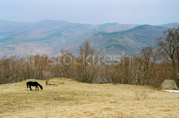 Lonely horse on the mountainside. Stock photo © vapi
