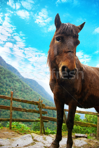 Red horse Stock photo © vapi