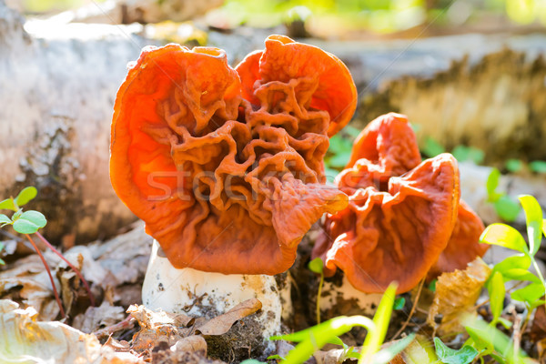 Two mushrooms in the forest Stock photo © vapi