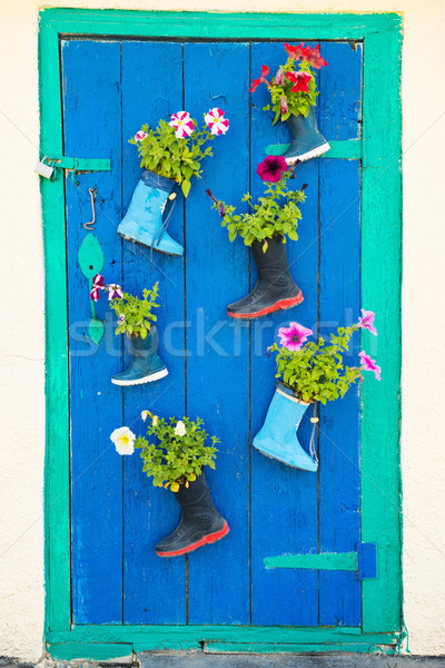 Old rubber boots with blooming flowers Stock photo © vapi