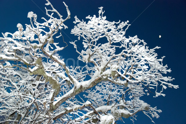 Hiver glaciale forêt nuit arbre soleil [[stock_photo]] © vapi