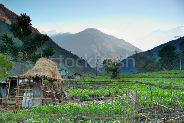 Rice fields in the himalayan hills Stock photo © vapi