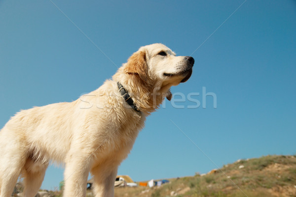 Golden retriever wybrzeża psa twarz niebieski złota Zdjęcia stock © vapi