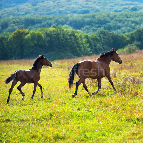 Running dark bay horses Stock photo © vapi