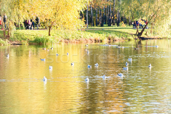 Birds on a lake Stock photo © vapi