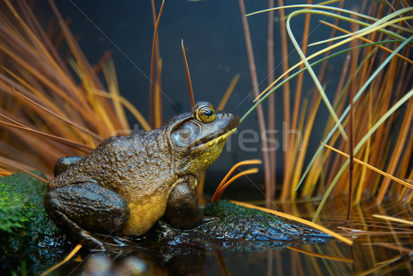 Frog in the grass Stock photo © vapi
