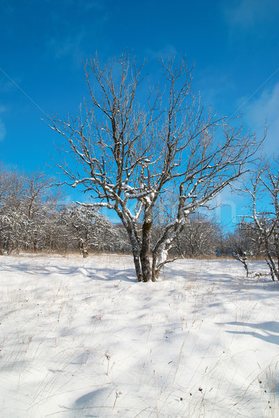Hiver glaciale forêt arbre soleil nature Photo stock © vapi