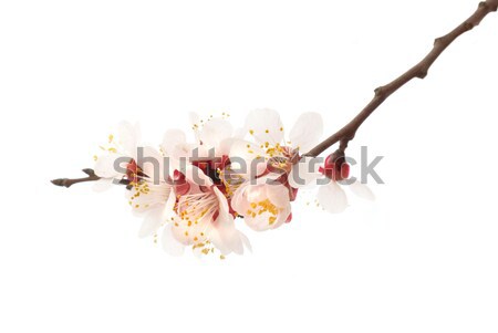 Almond tree pink flowers. Stock photo © vapi