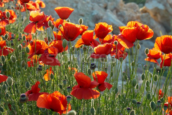 Campo papaveri bella rosso erba verde fiore Foto d'archivio © vapi