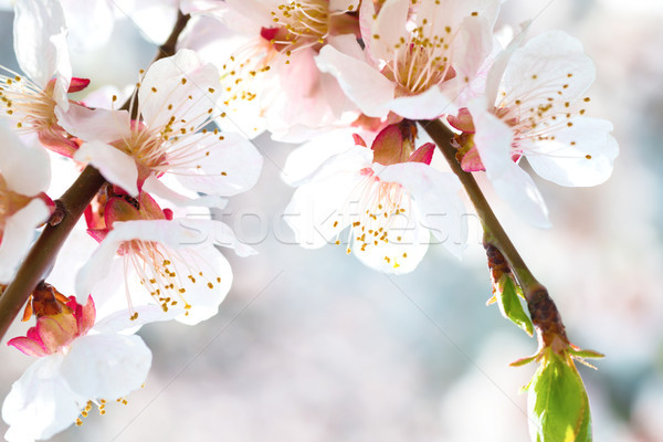 Weißen Blüten Pflaume Baum Frühling weichen blau Stock foto © vapi
