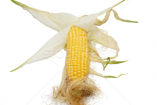 Yellow young corn isolated on white. Stock photo © vapi