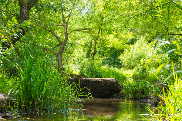 Stream in the tropical forest Stock photo © vapi