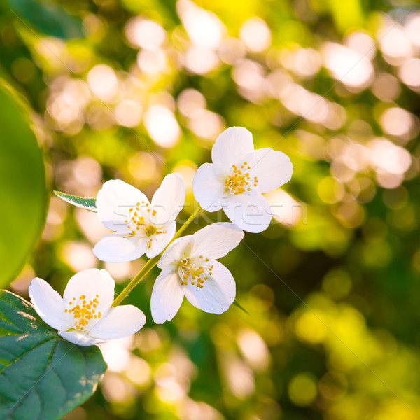 White jasmine flowers Stock photo © vapi