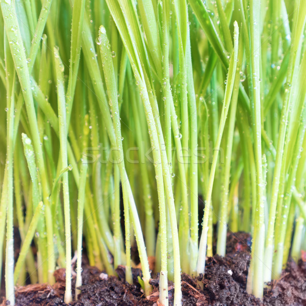 Zielona trawa gleby kroplami wody makro shot wiosną Zdjęcia stock © vapi