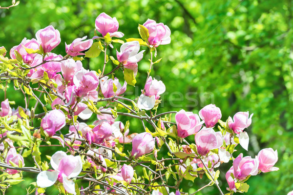 Flori magnolie copac frunze verzi floare abstract Imagine de stoc © vapi