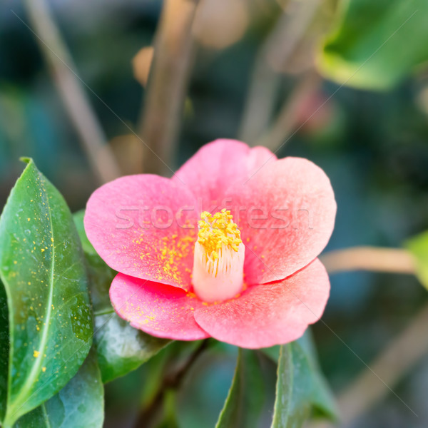 Rouge fleurs du printemps azalée jardin macro coup [[stock_photo]] © vapi